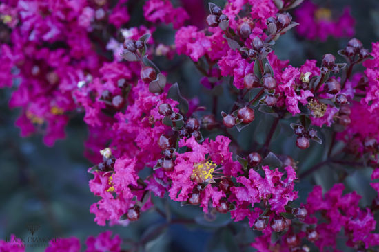 Picture of Lagerstroemia